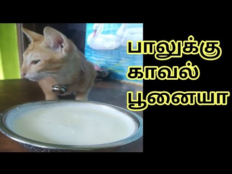 பாலுக்கு காவல் பூனையா ? எங்க வீட்டில் இது உண்மை