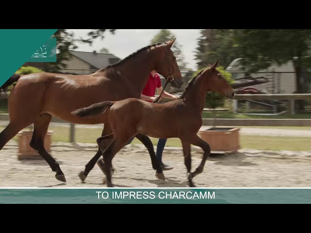 TO IMPRESS CHARCAMM