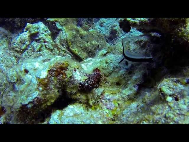 Turneffe Reef diving video 2013 Belize