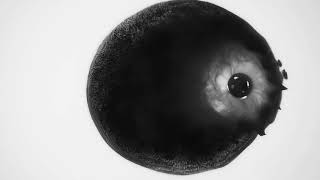 NKOS - Little Miss Numb