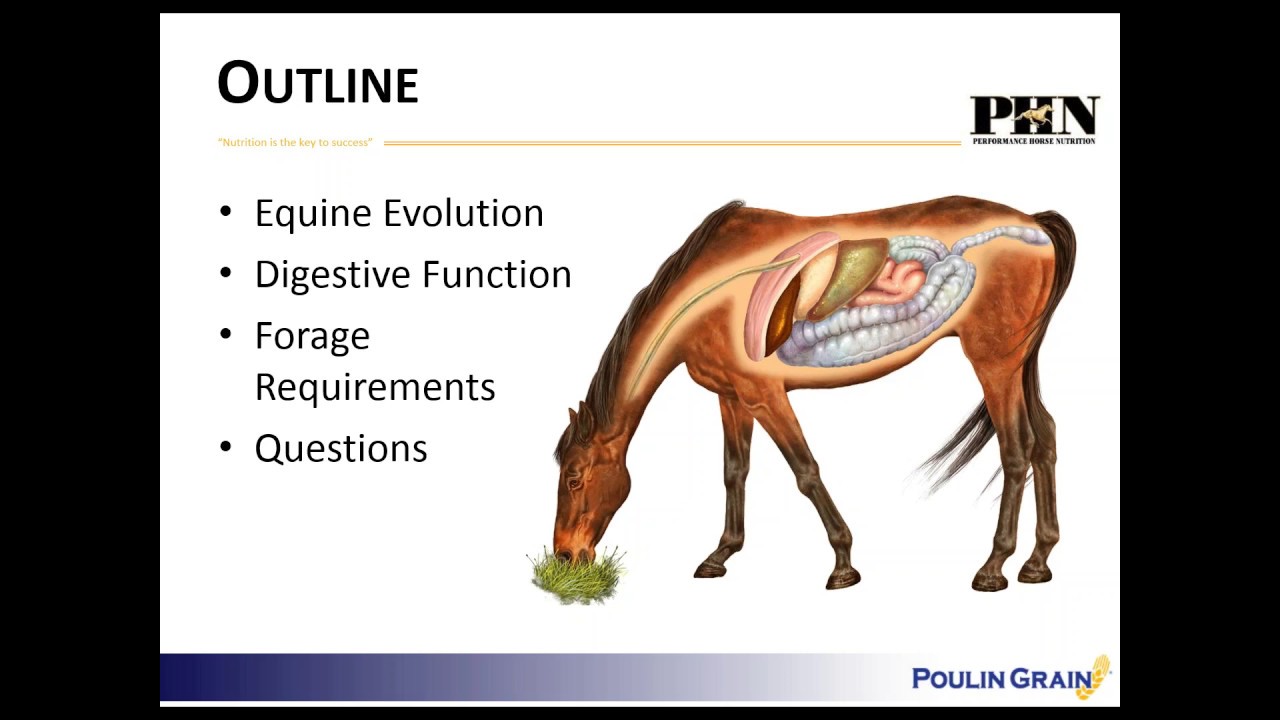 Youth Webinar: Equine Digestion