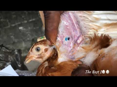 , title : 'La variole ? Comment vacciner les poules pondeuses  étapes par étapes (Fowl Pox vaccination)'