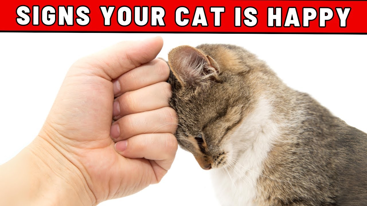 7 Things That Make Your Cat Happy - You Would Never Suspect!