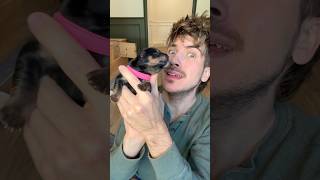 Gender Reveal Of My 7 Puppies!