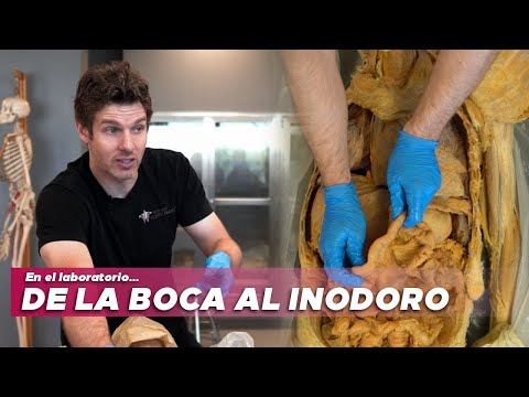 Boca, panza y baño. El camino de la comida!