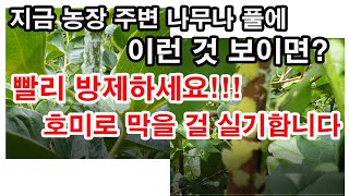 지금 농장 주변 나무나 풀에 이런 것 보이면, 빨리 방제하세요! 호미로 막을 걸 기회 놓칩니다. (외래해충인…