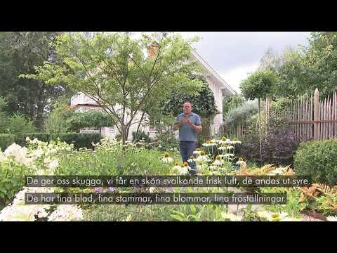 Plantera med John – Träd