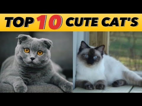 Top 10 Most Beautiful Cutest  Cats Breeds In World.        Danish Rasheed 851