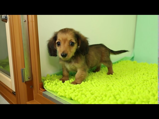 ダックスフンド・ミニチュア・ロングの男の子(栃木県) 優しい
