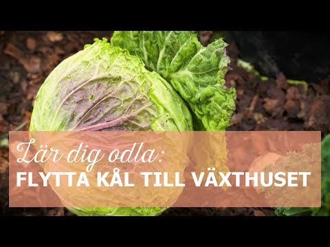 Lär dig odla: Flytta kål till tunnelväxthus