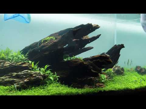 182L Nature aquarium maintenance