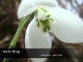 L'Arc-en-Ciel - Snow Drop
