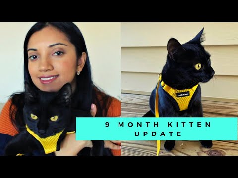 9 Month Adopted Kitten Update | AmandaSushma