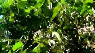 邓丽君 鄧麗君 月亮代表我的心 TERESA TENG -_-) The Moon Represents My Heart