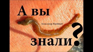 Ловля червя для ловли пеленгаса