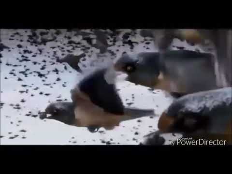 Kərbəlai Zahid (Muhəmməd ə,s haqqında qısa qəsidə)