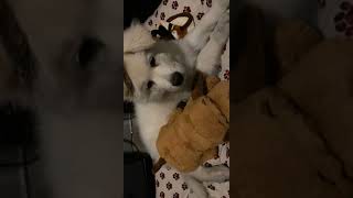 White Shepherd Puppies Videos