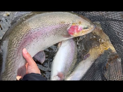 Jippii! Nyt kannattaa lähteä reissuun - Kaikki bussireitit toteutuvat Merikarvianjoki-päivään!😊🎣