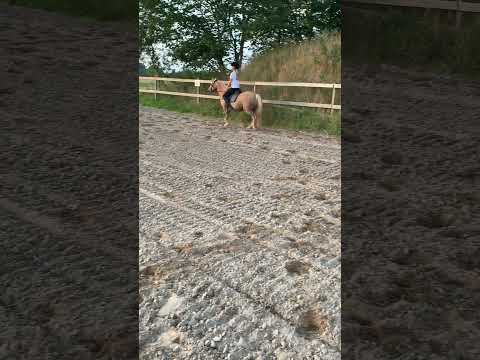 🌸 Amaia & Sesse – en magisk dressurdag 🐴