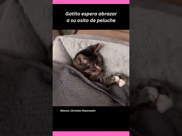 Vídeo relacionado con mawma Peluche de Gato Meme | Peluche Gato con Sonido | Animal de Peluche Lindo Gato de 11,8 Pulgadas | Peluche de Gato Interactivo Lindo y para niños Regalos de cumpleaños de Pascua