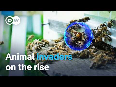 Unwanted Intruders: The Battle Against Invasive Species | Dw Documentary