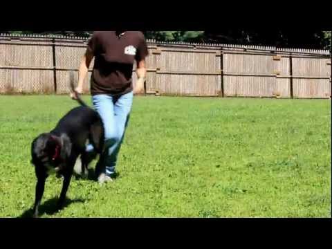 Jade, an adopted Greyhound in Swanzey, NH_image-1