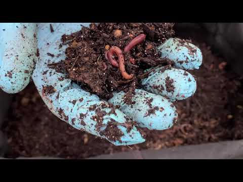 Egg Carton & Toilet Paper Rolls added + TimeLapse Outdoor Worm Bin Feeding #17 Vermicompost WormFarm