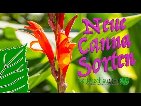 Die neuen Canna / Blumenrohr-Sorten für 2019 in Zusammenarbeit mit der Firma SPERLI GmbH