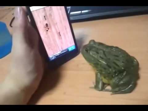 sapo que joga jogo em celular e se irrita no final ao ser traido