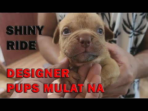 DESIGNER PUPPIES MULAT NA! EXOTIC BULLYS & SHINY NA SI BABY ANGELA CBR500R PPF | DON RAIDER VLOG 302