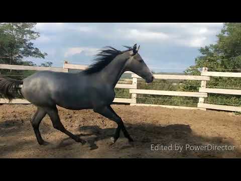 Jährlings Hengst von Cancara - Cancara apaságú egyéves mén