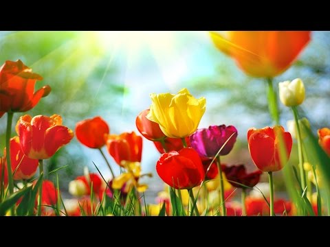 Zen Meditation Music, Relaxing Music, Music for Stress Relief, Soft Music, Background Music, ☯3172