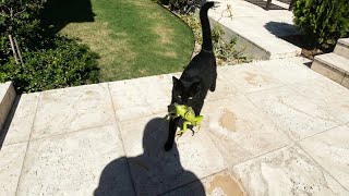 When Your Cat Loves Giving You The Strangest Gifts 🤣