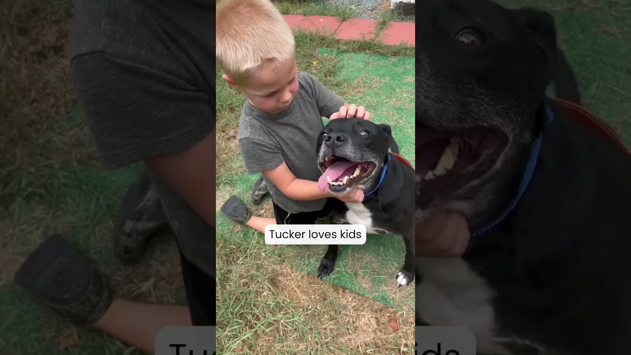 Enlarge Tucker , a Adopted mixed breed in Sanford, NC video 6/6
