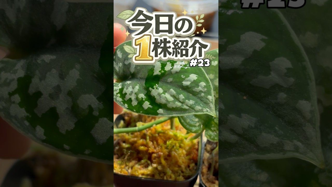 今日の1株紹介！深緑と銀が最高にマッチ！Scindapsus pictus "Nohkan nayan" Ambalau TB便 #scindapsus #スキンダプサス #熱帯植物 #テラリウム