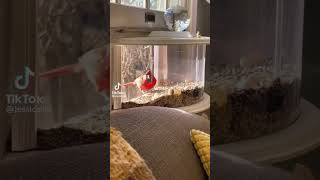 JOYSEUS 180° Clear Window Bird Feeder – Watch Birds Up Close!