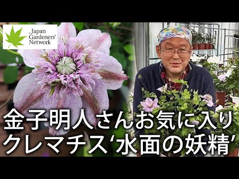 園芸 日本の妖精の鐘