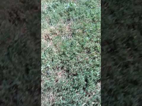 NOSHI IL CANE al parchetto