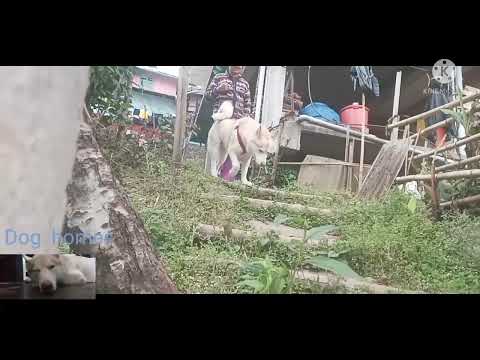 Abnaizer Singh video  Dog 🖐🏻🖐🏻