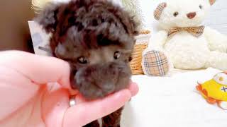 ティーカッププードルの動画01