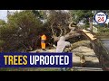 WATCH Storm Batters Cape Town Strong Winds Uproot Trees