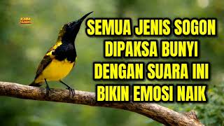 Download lagu 99,9% DIJAMIN BUNYI‼️ Pancingan sogon agar emosi ngleper mp3