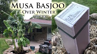 My Banana Tree Survived -15C Here's how...