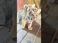 🐯🐯🐯 OMG!!! adorable  roar  baby #tigercub #tiger #kitten #foryou #fpy #cute #kitty