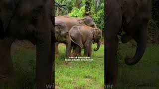 Baby Elephant Forced To Work At A Camp Is Thrilled To Be Freed From Chains | The Dodo