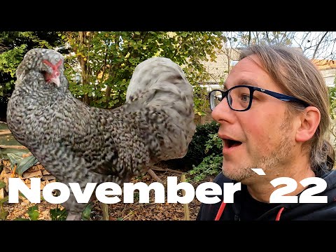 Hühner Rundgang im November 2022 mit Dr. Bene