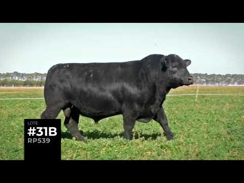 Lote #31 • Dúo Toros Angus • 555 - 539 • Isolet • #49 Clásico Remate Anual 2020