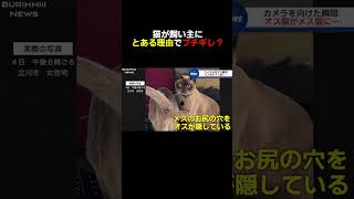 皆さんも撮影する時はお気をつけて…#shorts #ニュース#放送事故#ブリッヒーニュース