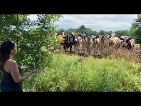 Noa (Achinoam Nini) singing for...cows...