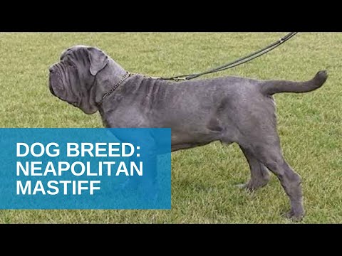 Dog Breed Video: Neapolitan Mastiff